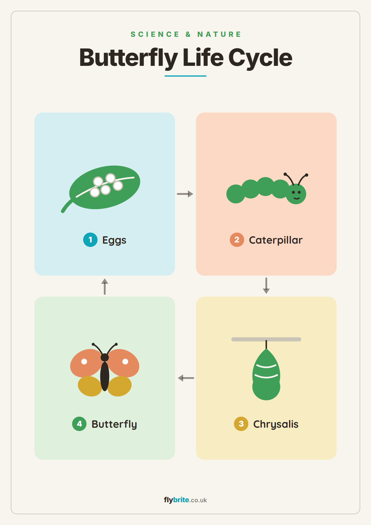 Butterfly Life Cycle printable poster preview