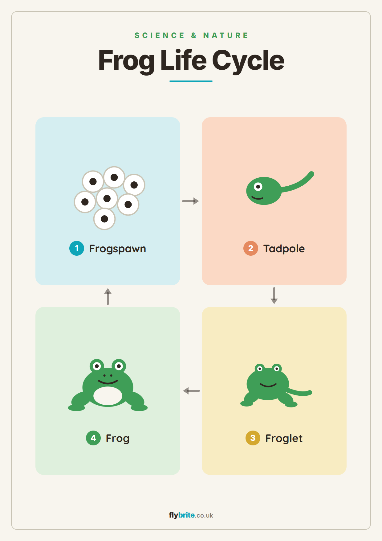 Frog Life Cycle printable poster preview