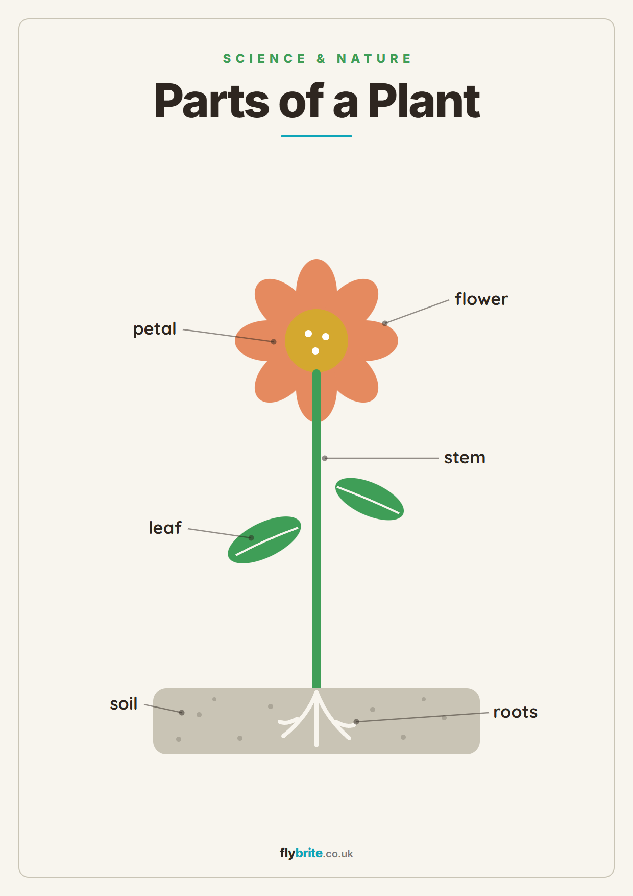 Parts of a Plant printable poster preview