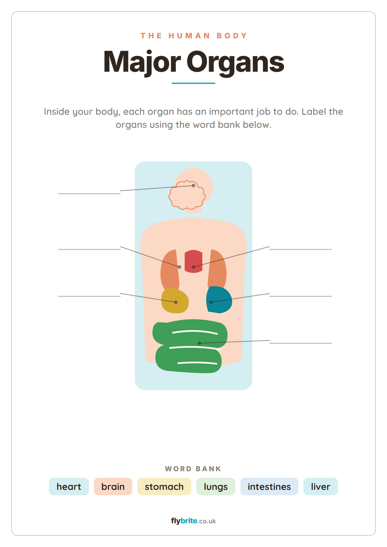 Major Organs printable preview