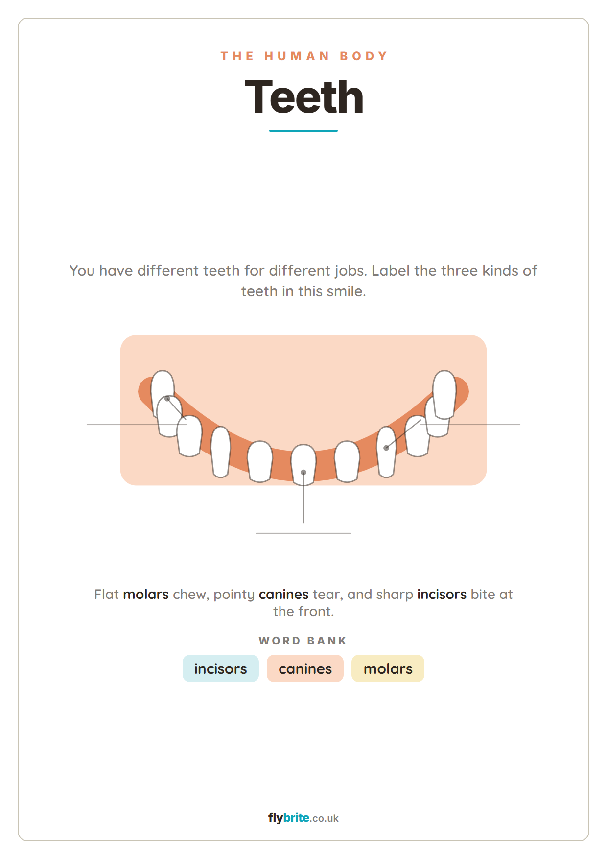 Teeth printable preview