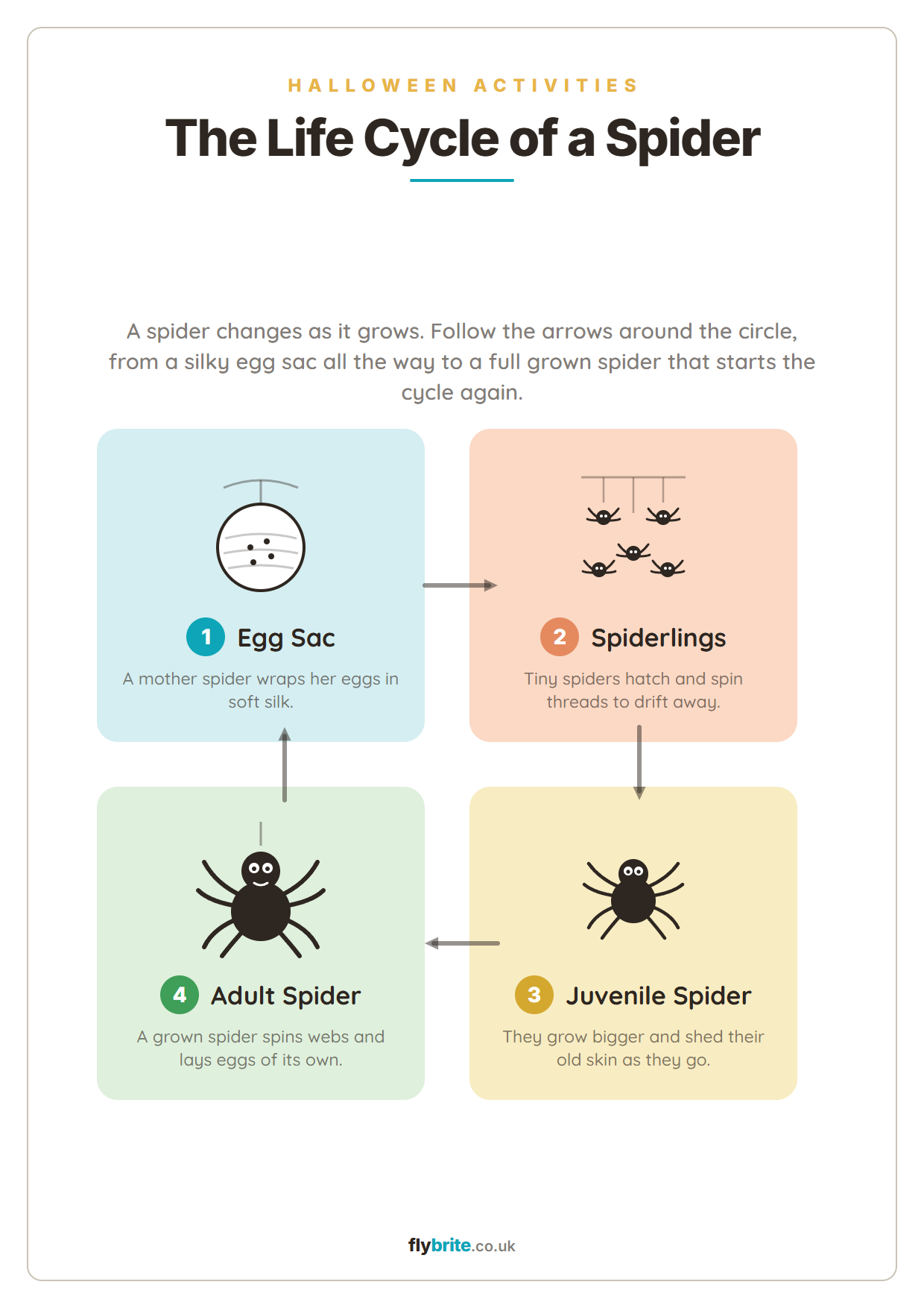 The Life Cycle of a Spider printable preview