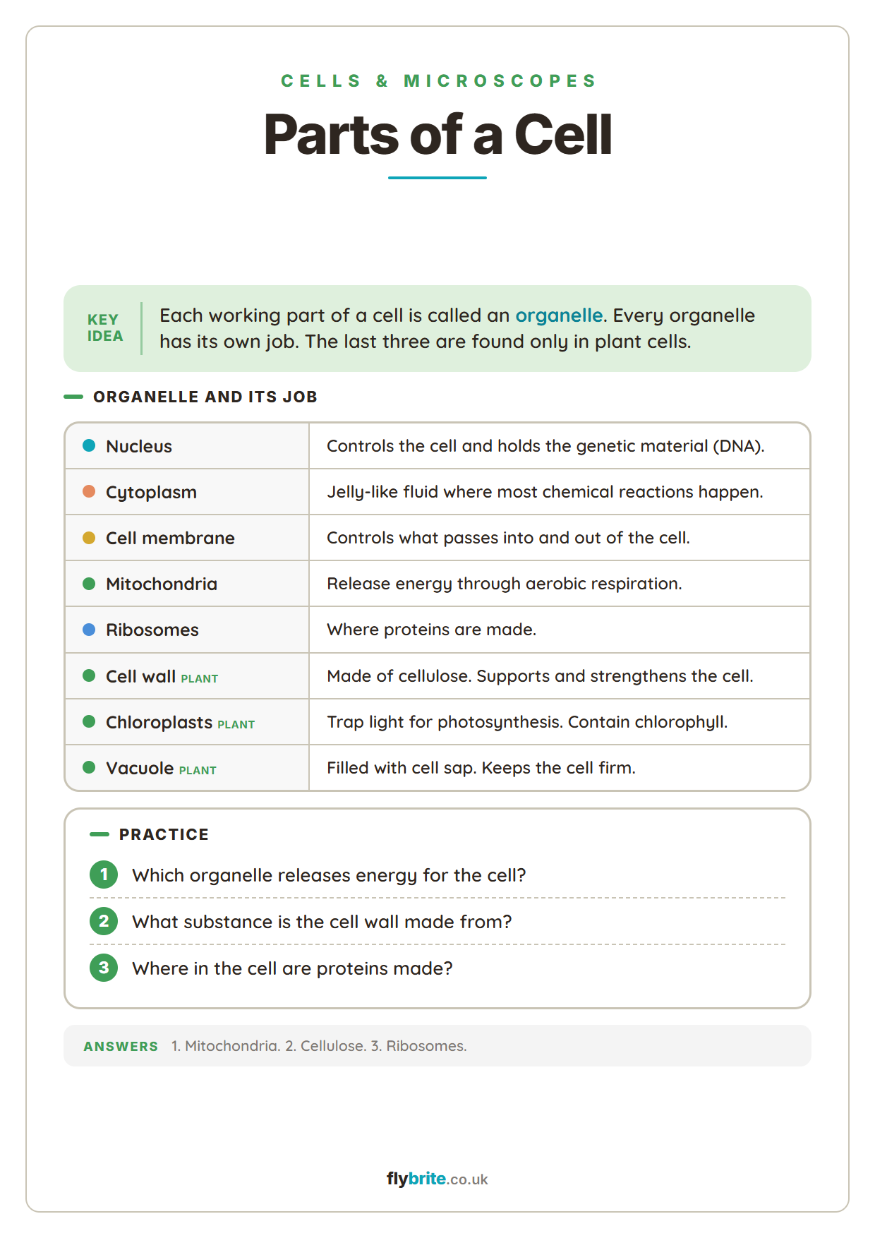 Parts of a Cell printable preview